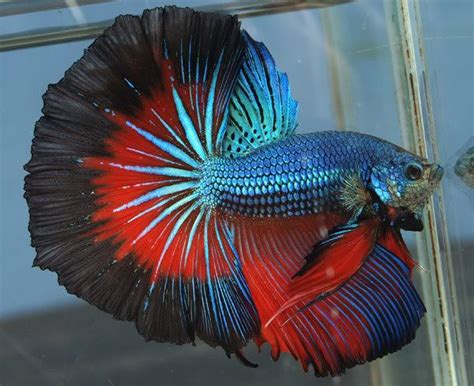 betta fish for sale australia|Bettas .